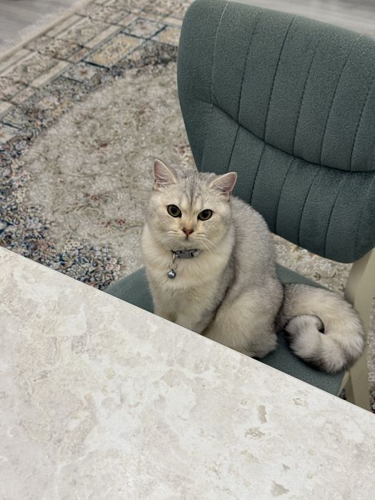 Британские серебристые шиншиллы