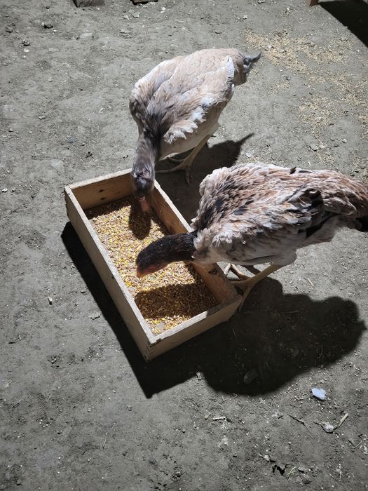 Срочно продаётся хорошие здоровье куры