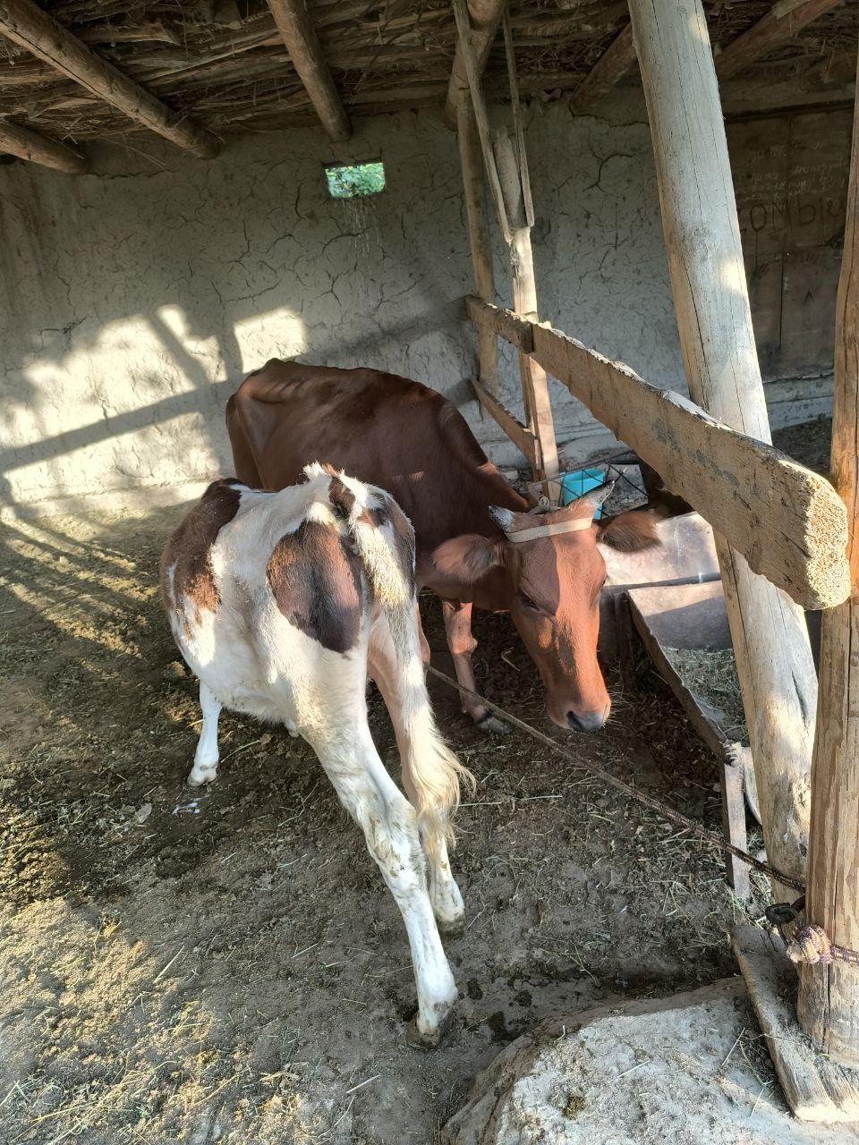 Ona bola Mol sotiladi , qornida ham bor