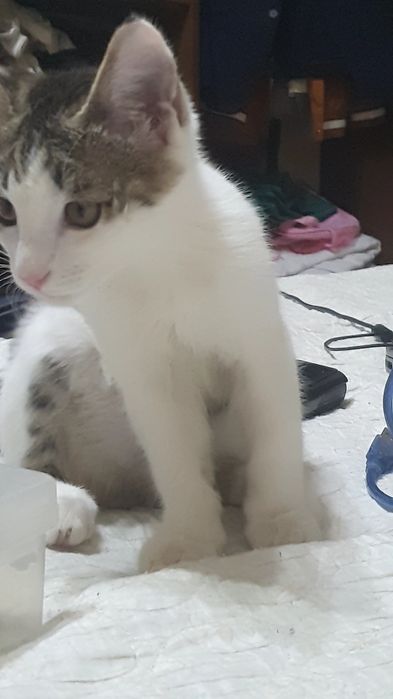 Котенок мальчик 3 мес