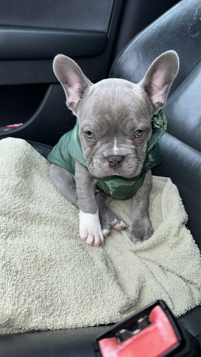 Френски Булдог Blue/син - женска