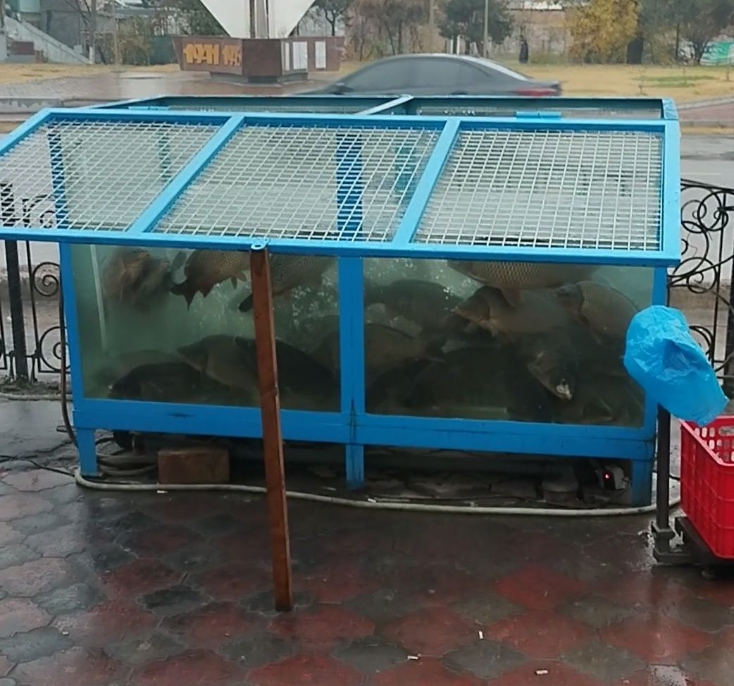 Аквариум для бизнеса