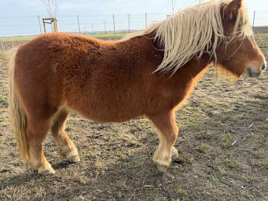 Vand 3 ponei - 2 femele si 1 mascul