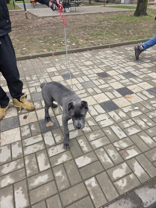 Куче порода Кане Корсо