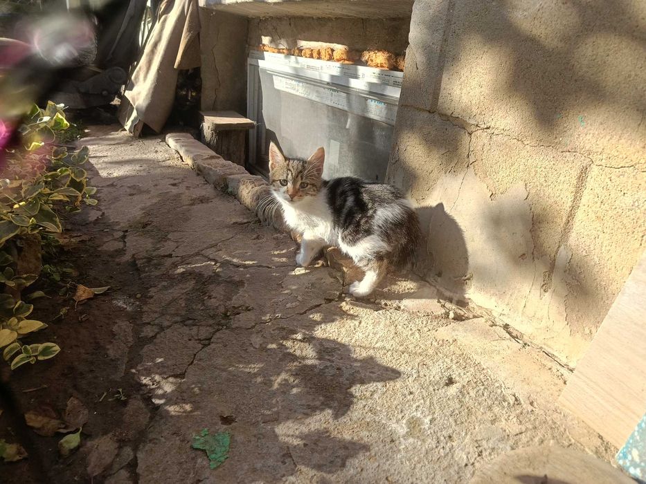 Подарявам малки котета