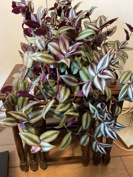 Aloe vera,yucca,tradescantia zebrina,suporturi pentru ghivece