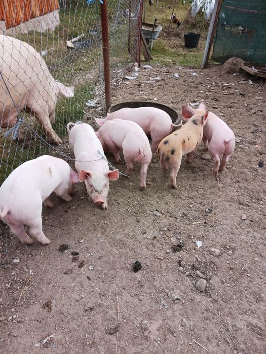 Fân Curat Bine Depozitat