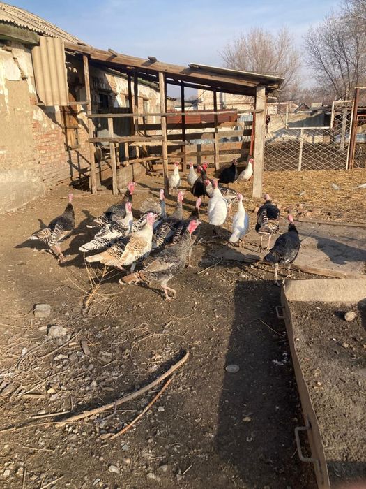 Продам индюков молодых