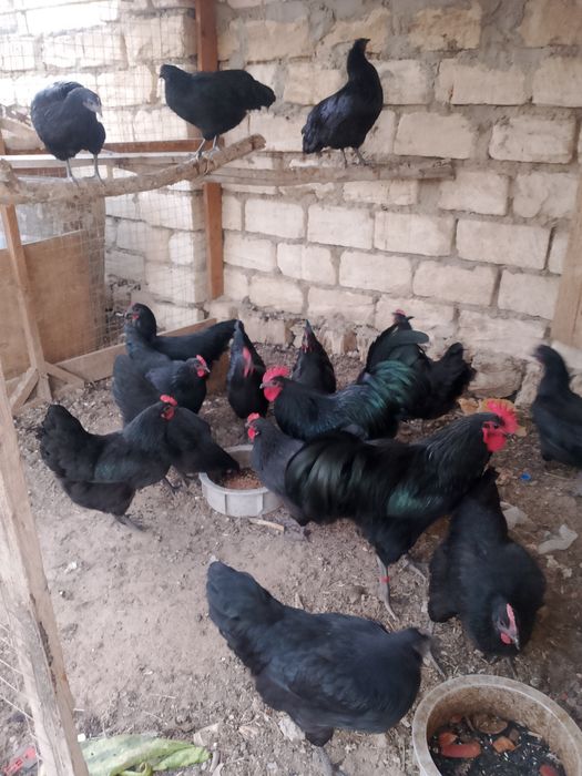 Австролорп жұмыртқасын сатамын