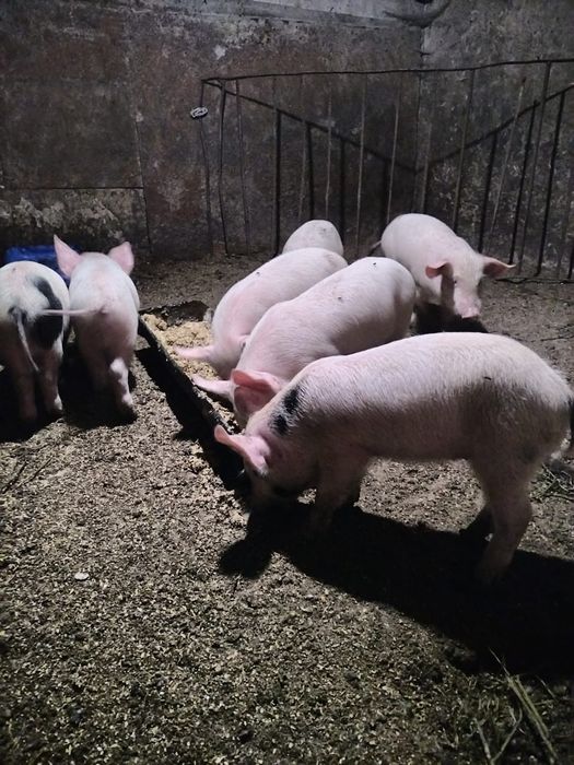 " Продам поросят"