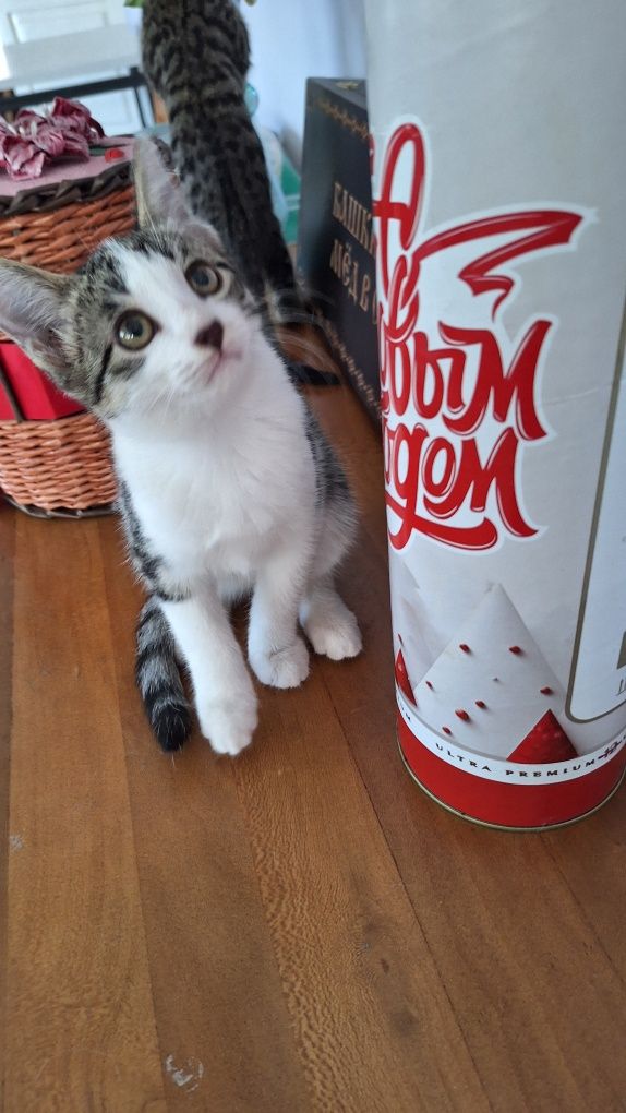 Котята бесплатно