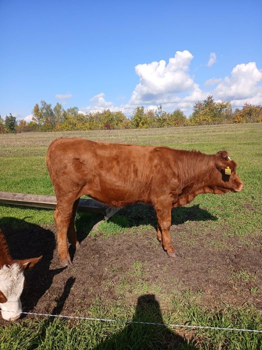 Vând 3 vitele bălțate sau schimb cu oi