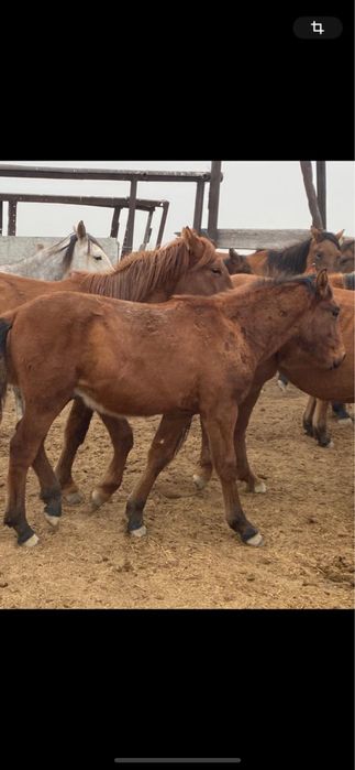 Семиз Жабагылар сатылады