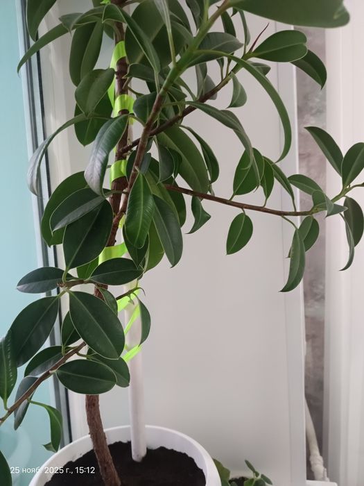Комнатный цветок Фикус