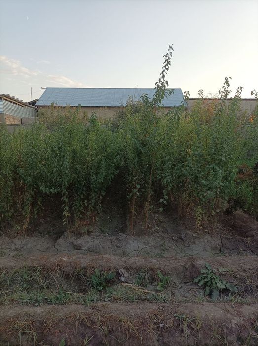 Zaldori nixol sotiladi