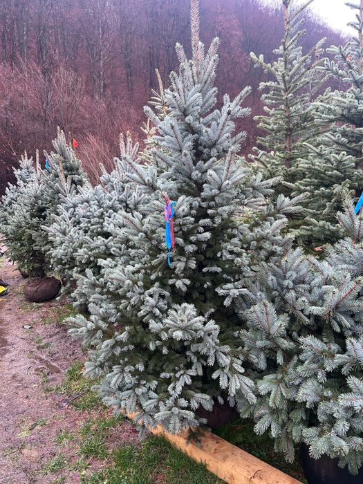 Brazi arginti si verzi