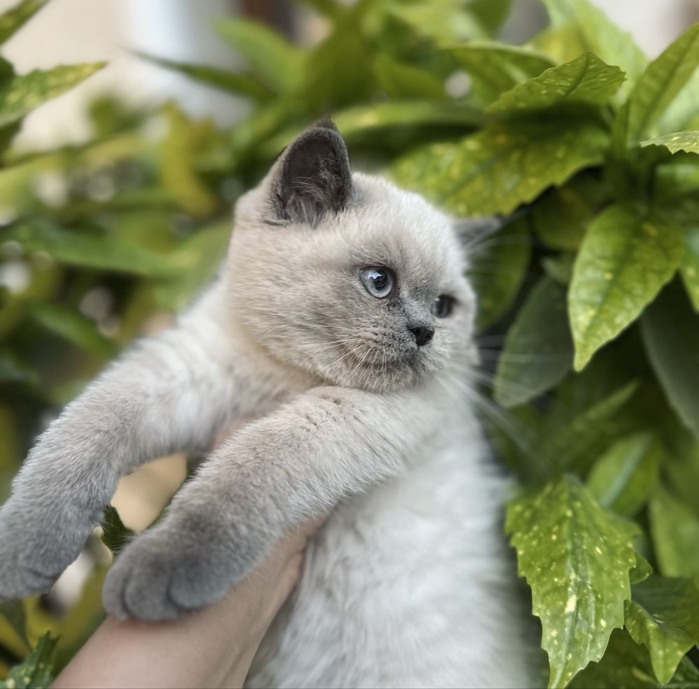 кошка Скоттиш страйт
