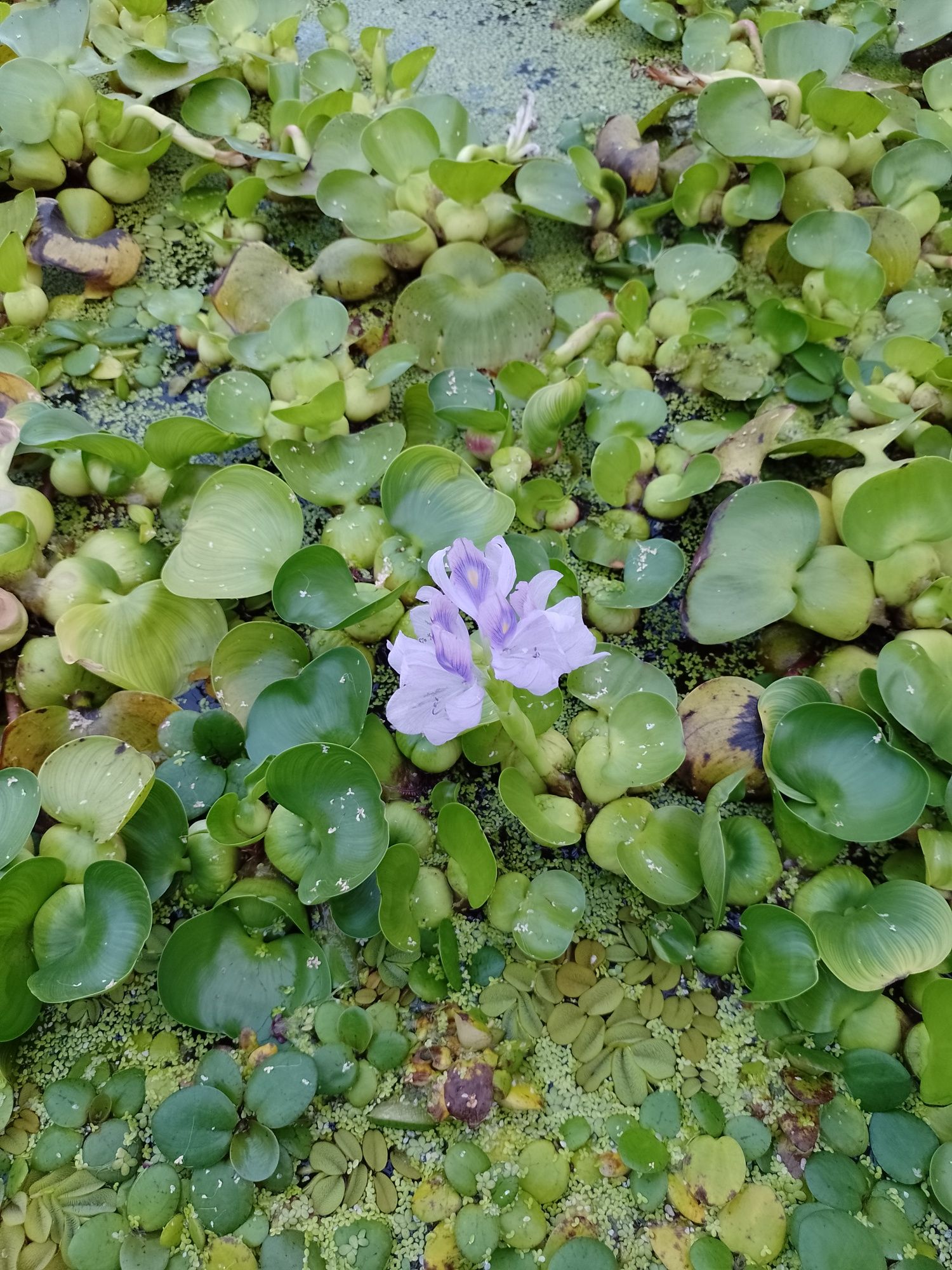 Zambile de apa amazoniene și salată de Nil  Crapi koi,