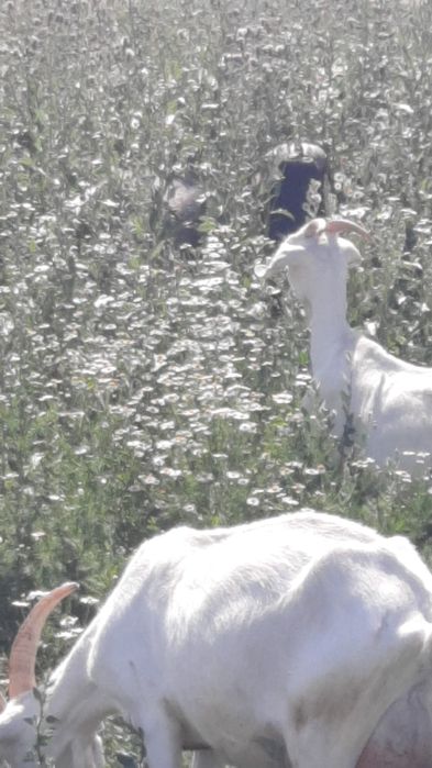 Capre metis saanen si tap anglonubian