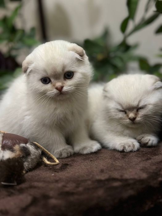 Котята Шиншиллы серебристой