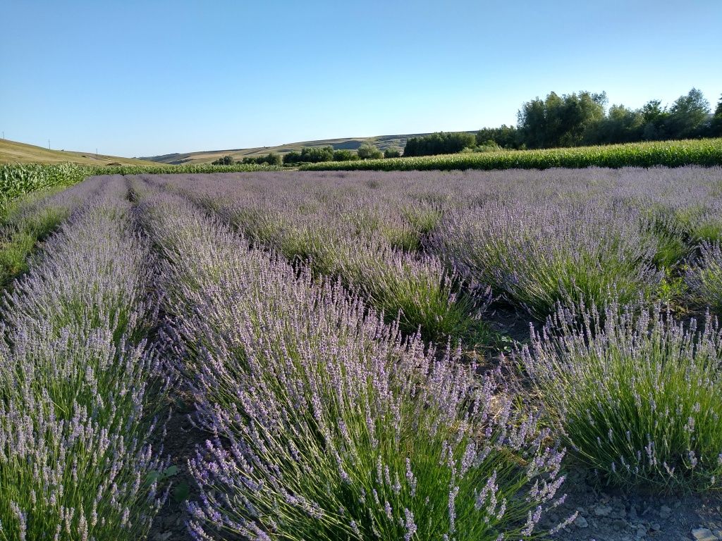 Tufe lavanda Lavandin