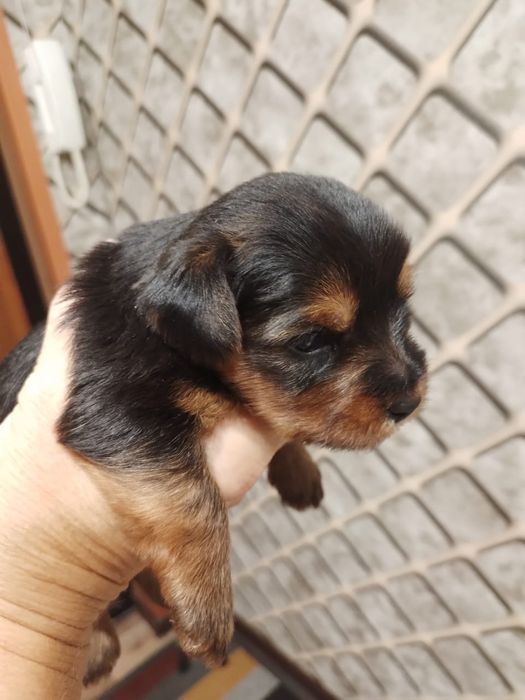 Щенок Йоркширский терьер