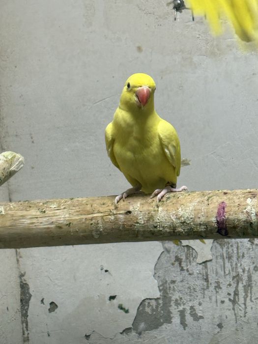 Продаю ожереловый попугай