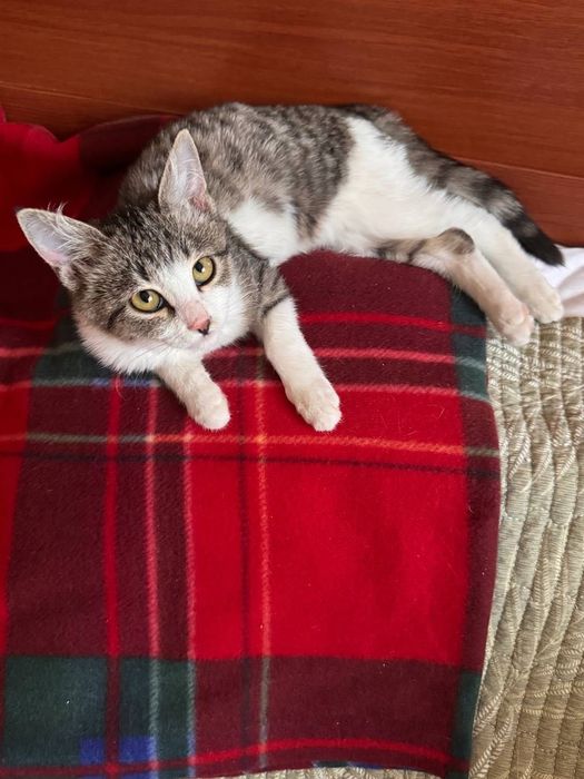 Котенок пятнистый бесплатно даром