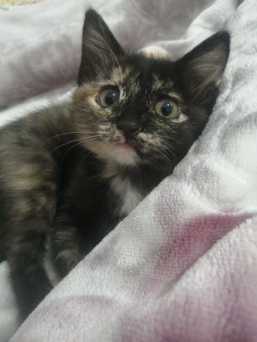 Котёнок девочка ласковая