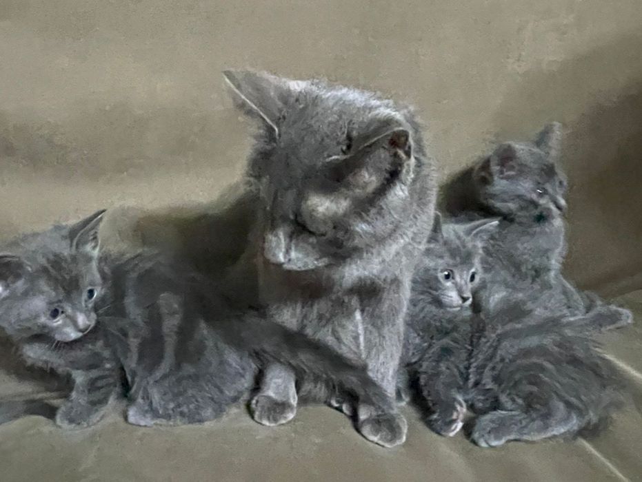 Продам котят полукровок от кошки породы Корат .