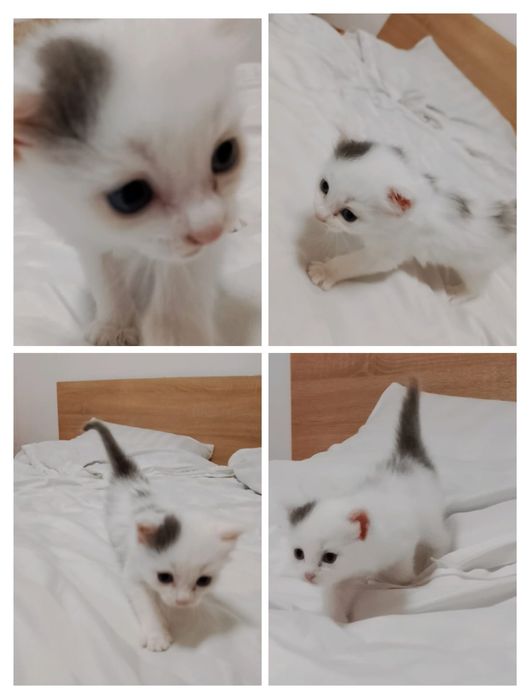 ОЧЕНЬ СРОЧНО бесплатно