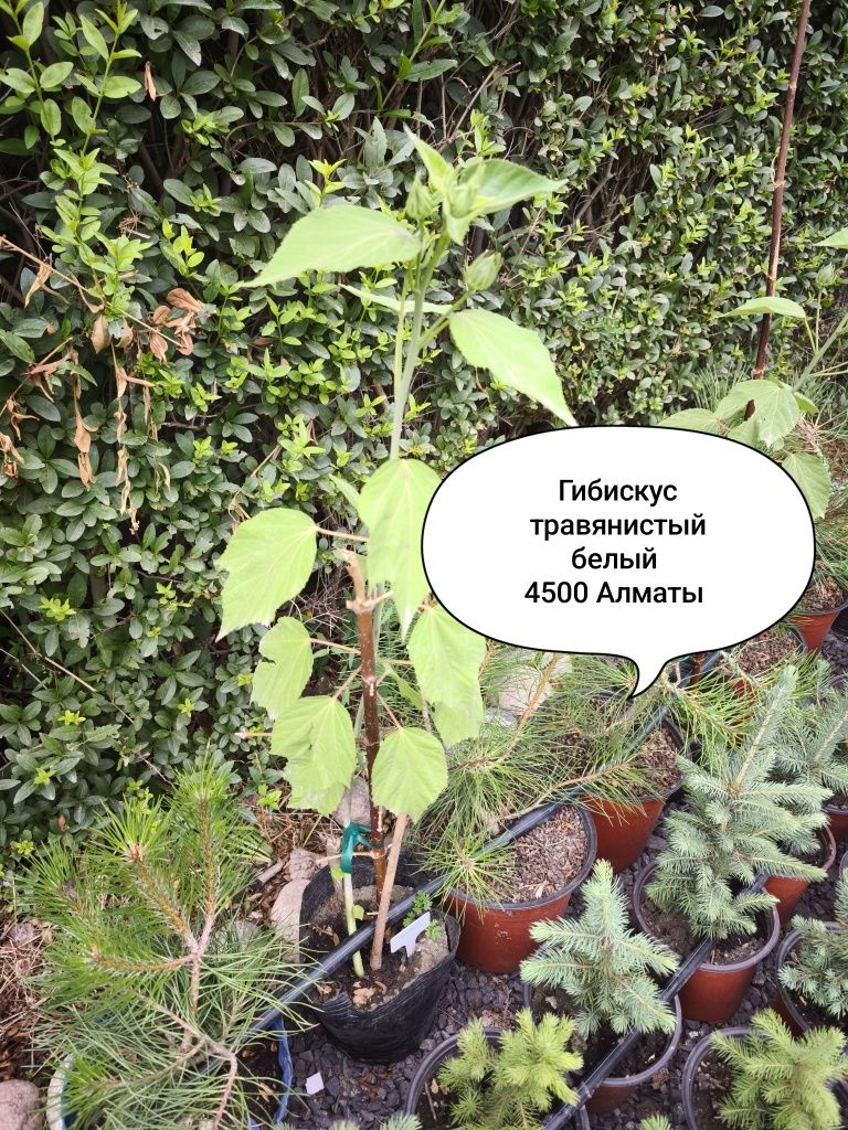 Гибискус, самшит, Бересклет,ель,пихта