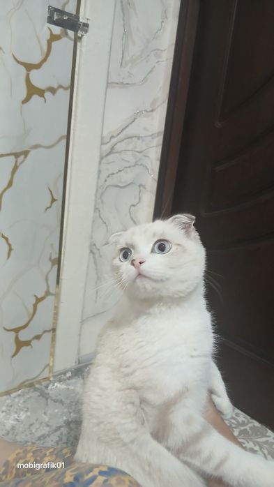 Scottish Fold 4 oylik o'g'il narxi 150$
