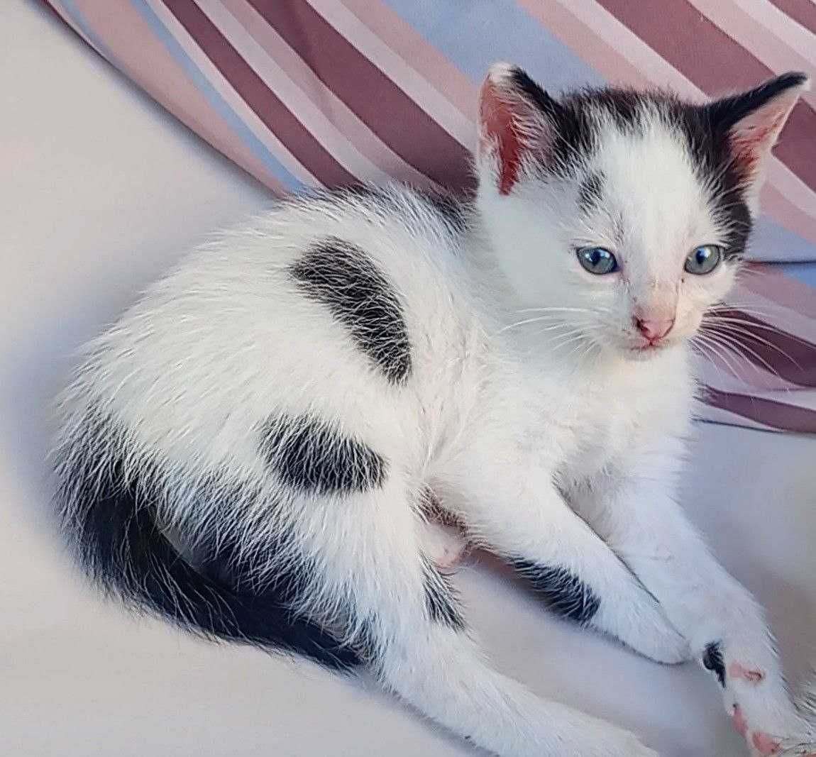 4 котенца, момичета, търсят дом