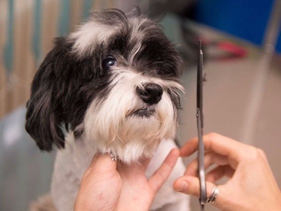 Tund catel sector 1, 5 și 6, frizerie canina /felina la domiciliu