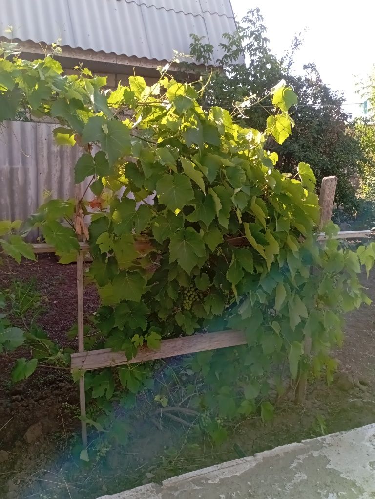 Продам дом в с.Новая Жизнь