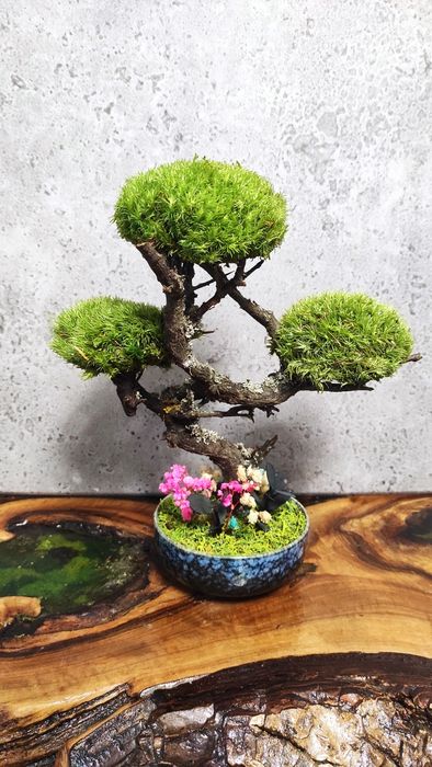 Мини Бонзай със скандинавски мъх