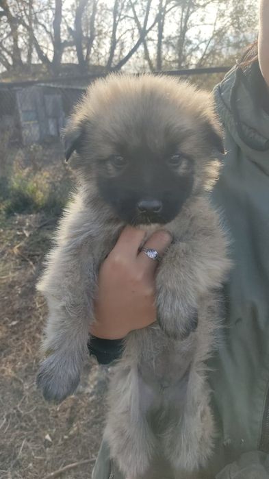 2 девочки и один коричневый мальчик