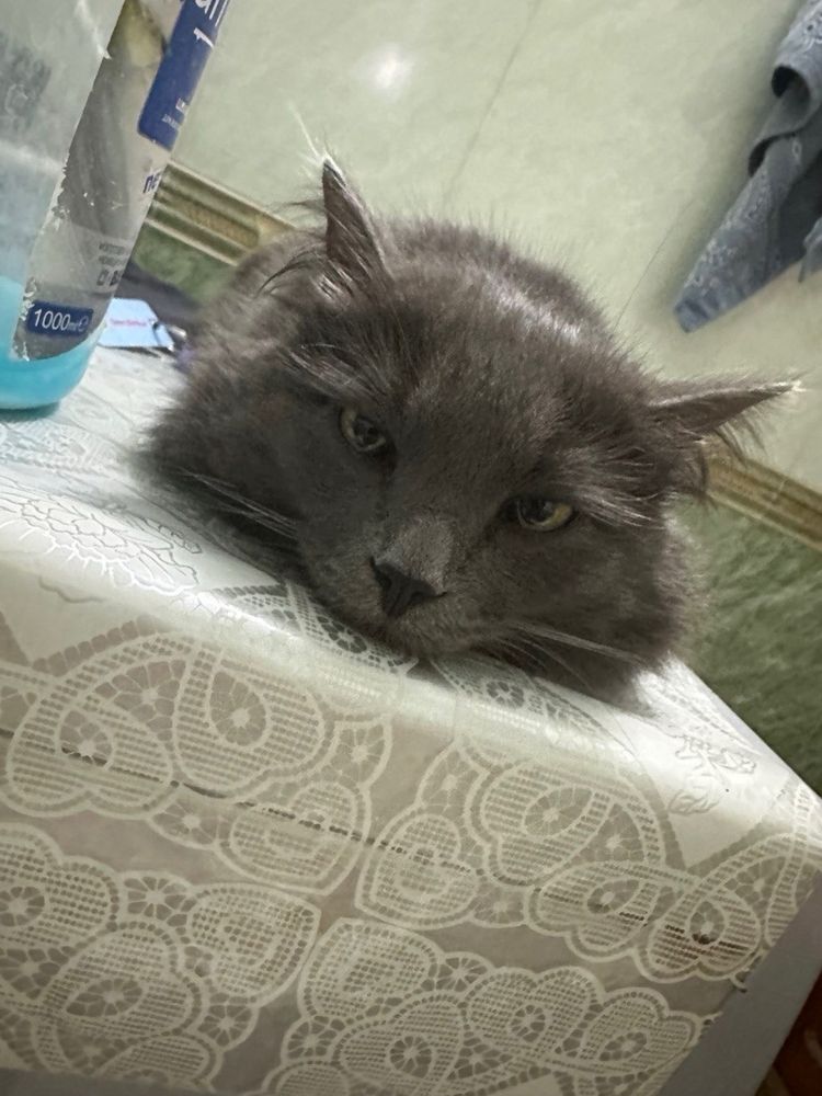 ПОТЕРЯЛСЯ КОТ помогите найти