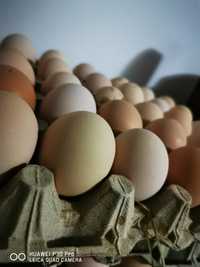 De vânzare oua de găini de țară