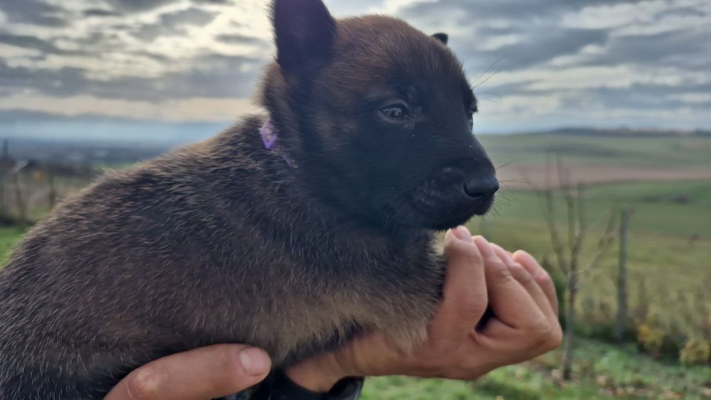 Femela ciobanesc belgian malinois pedigree