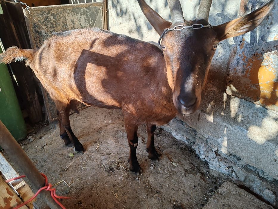 Capră rasa alpin franceza cu lapte de vânzare