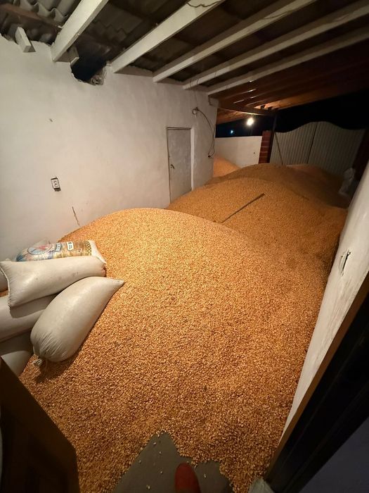 Кукуруз для зерна