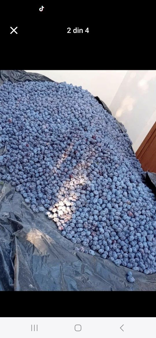 Prune de sare vânzare clientului cu transport inclus!