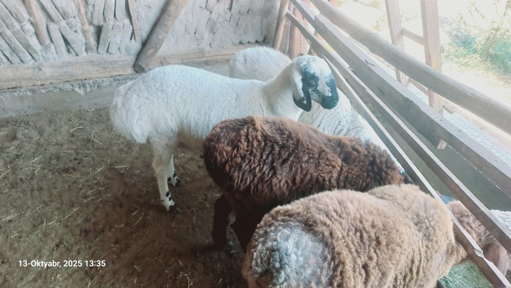 4ta qazoqi qo'chqorchalar sotiladi