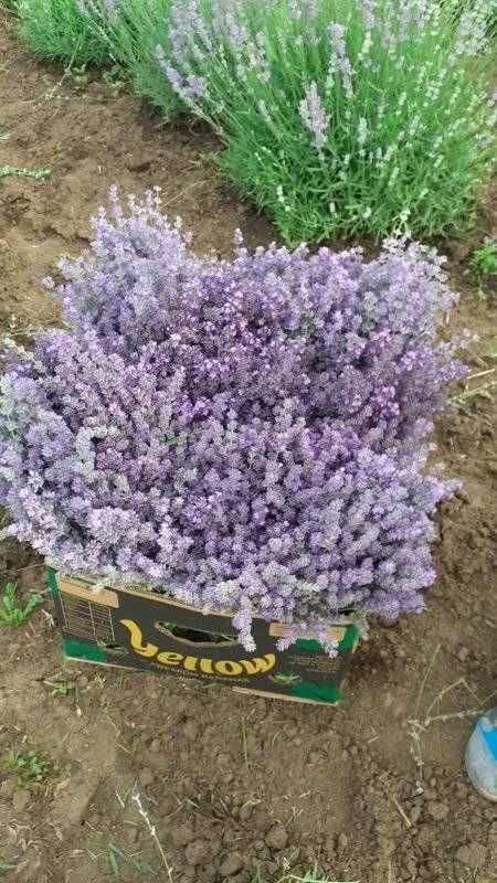 Lavanda, tufe, floare