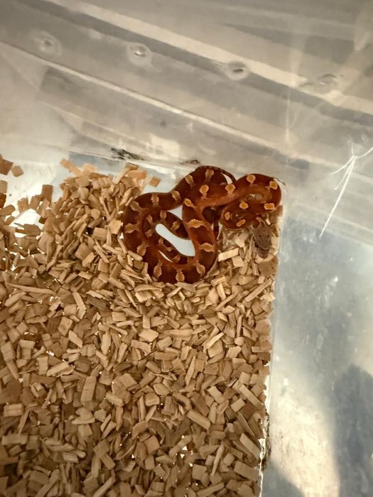 CornSnake Hybrid & BloodRed