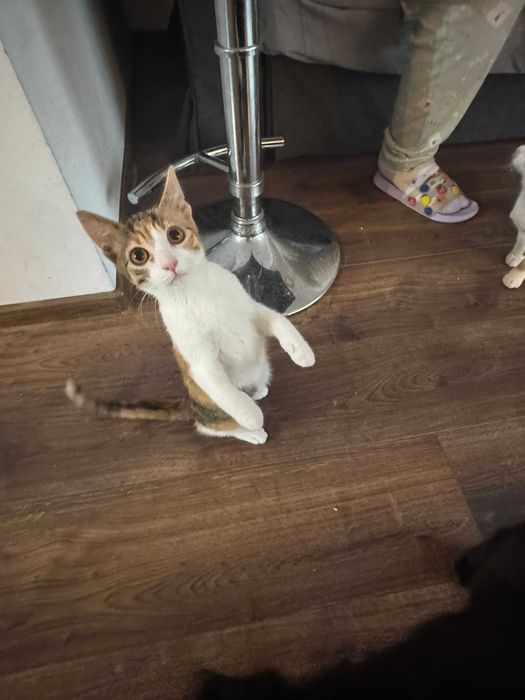 Pisicute adoptie