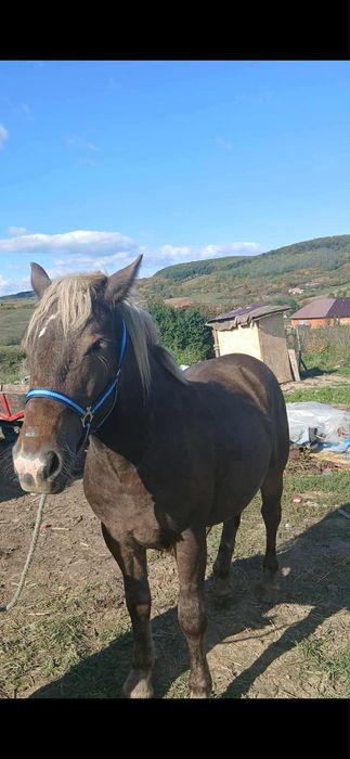 Vand manza de 1an si 2 luni