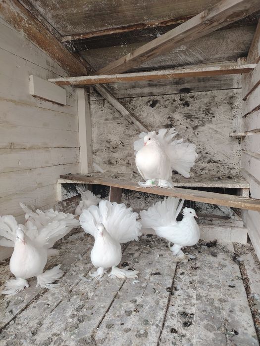 Porumbei voltati indieni